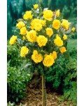Троянда англійська на штамбі (жовта) | English rose on the trunk (yellow) | Роза английская на штамбе (желтая)